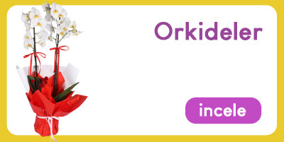 Buketler