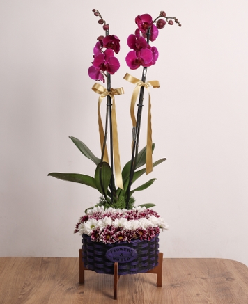 Asaletin �kili Duru�u � �ift Dall� Mor Orkide Aranjman�