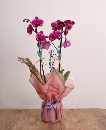 Pembe D��ler � �ift Dall� Mor Orkide Aranjman�