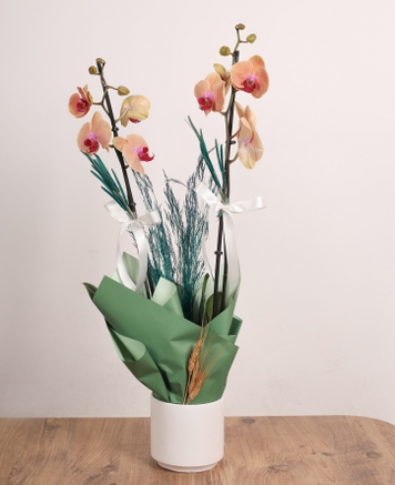 �eftali Zarafeti � �ift Dall� Somon Orkide Aranjman�