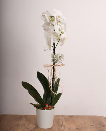 Do�al Beyaz � Tek Dall� Beyaz Orkide Aranjman�